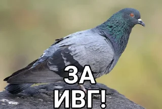 Sticker Голубь @GOLUBI_IMPERIUM665 @TgEmodziBo - 3