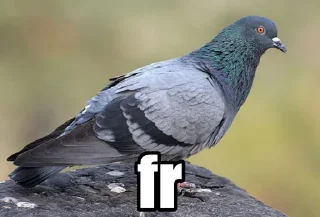 Sticker Голубь @GOLUBI_IMPERIUM665 @TgEmodziBo - 11