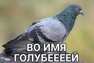 Sticker Голубь @GOLUBI_IMPERIUM665 @TgEmodziBo - 6