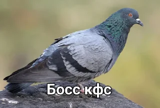 Sticker Голубь @GOLUBI_IMPERIUM665 @TgEmodziBo - 2