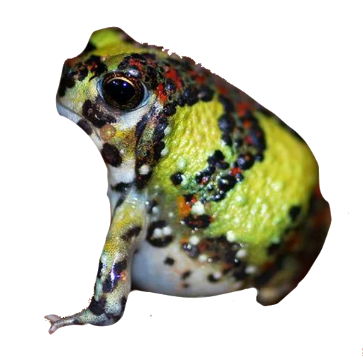 animal frog amphibian