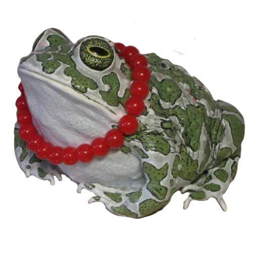 animal frog amphibian