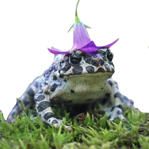 frog animal amphibian