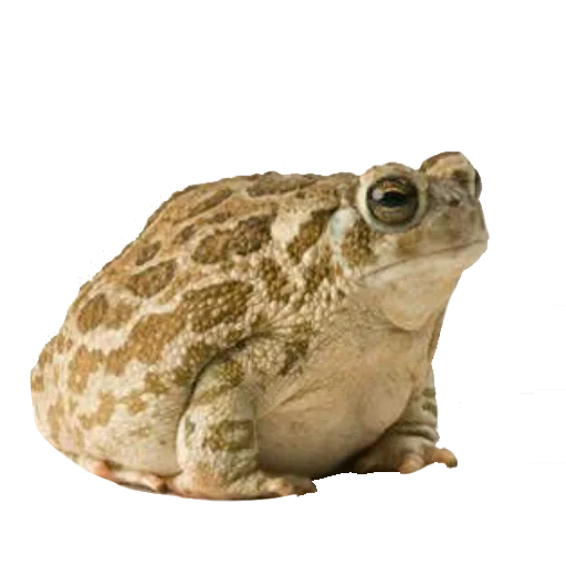 animal frog amphibian