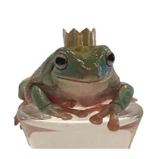 amphibian true frog animal