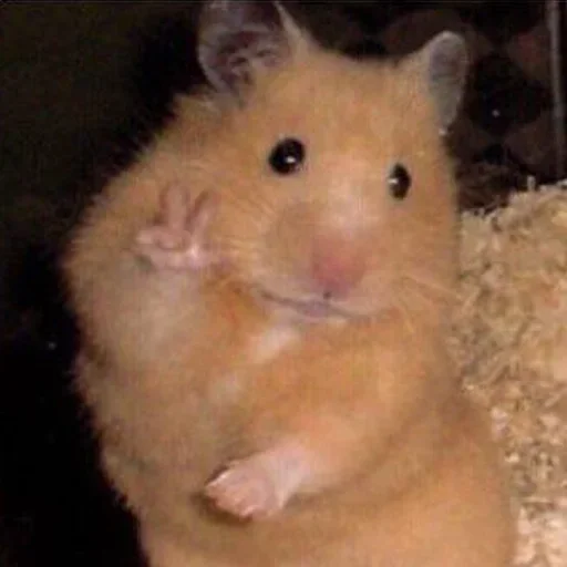 animal mammal hamster