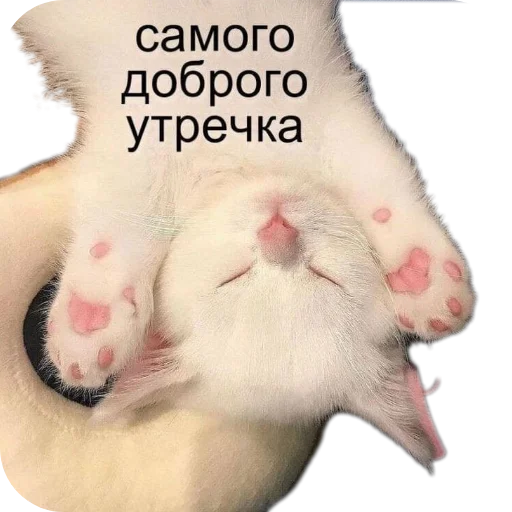 Sticker gommichka - 1