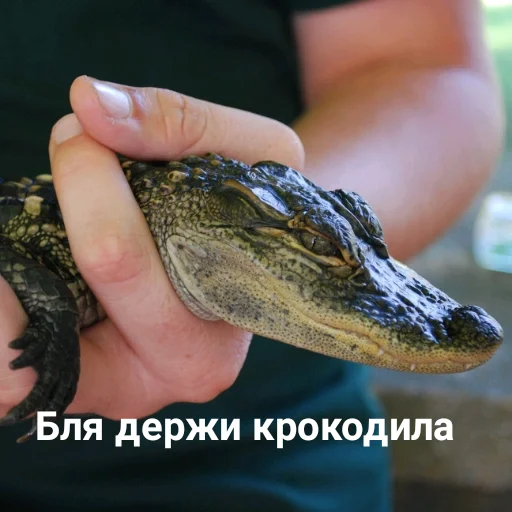 Стикер gomoeblya - 1