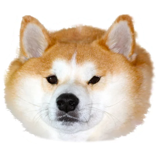 Sticker gomoeblya - 1