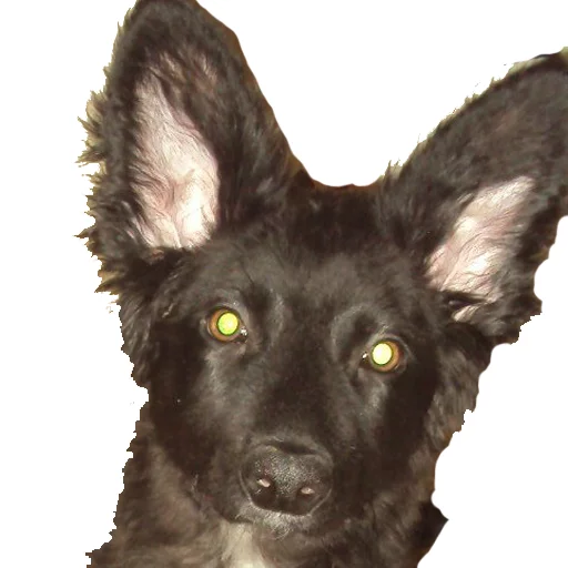 Sticker gomoeblya - 1