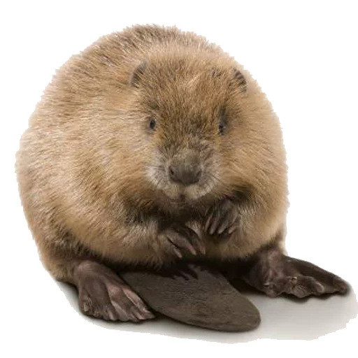 Sticker gomoeblya - 1