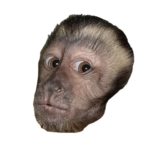 Sticker gomoeblya - 1