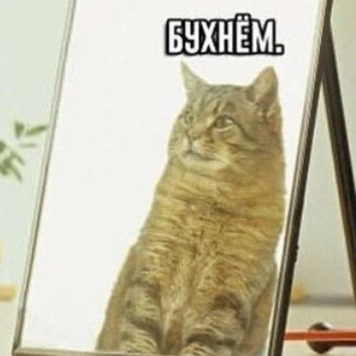 Sticker gomoeblya - 1