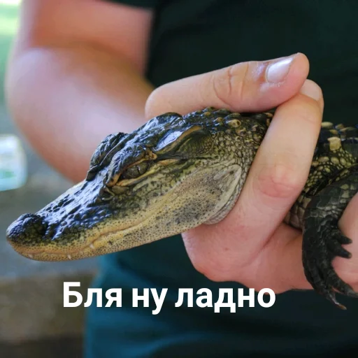 Sticker gomoeblya - 1