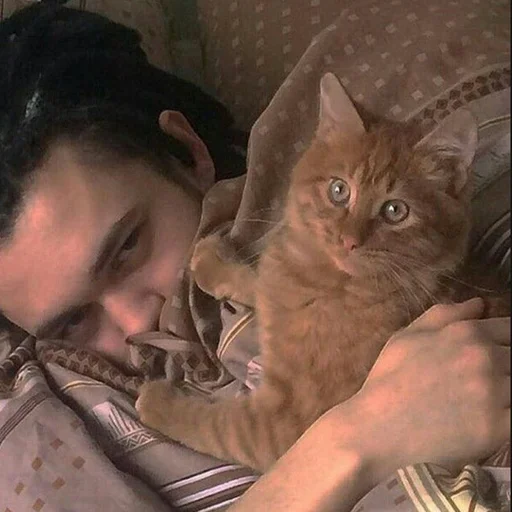 person cat small to medium-sized cats