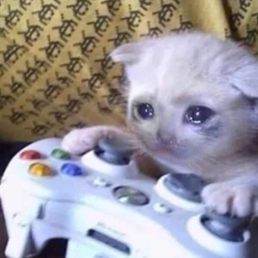 кошка комнатный кошки малого и среднего размера