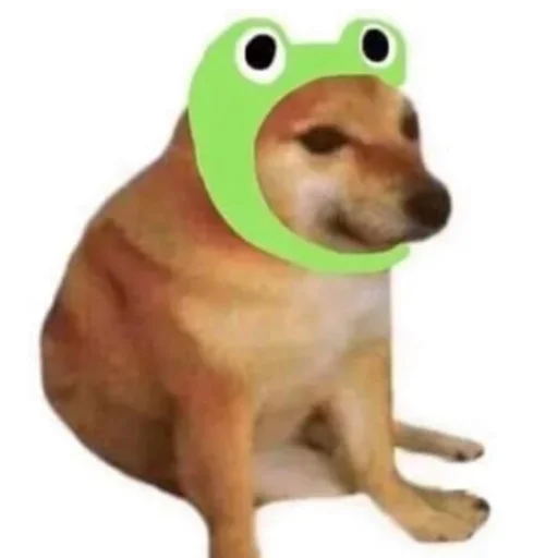 животное домашнее животное порода собак