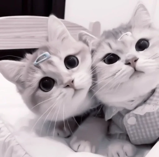 cat domestic cat mammal