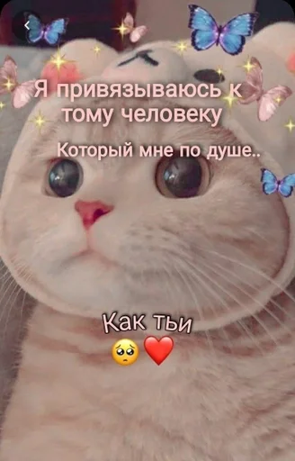 cat text domestic cat