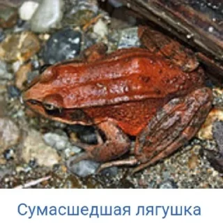 Sticker Планета Гугл - 1