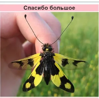 Sticker Планета Гугл - 9