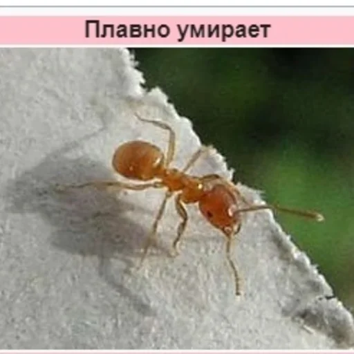 Стикер googleplanetstickers - 1