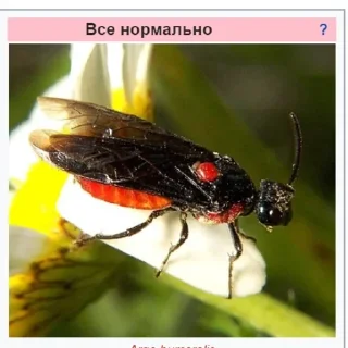 Sticker Планета Гугл - 10