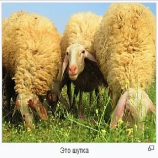 Sticker Планета Гугл - 6