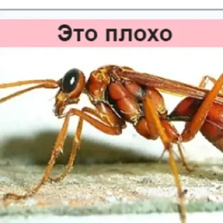 Sticker Планета Гугл - 0