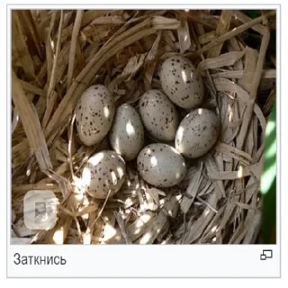 Sticker Планета Гугл - 11