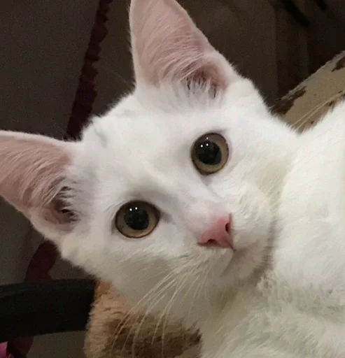 животное млекопитающее кошка