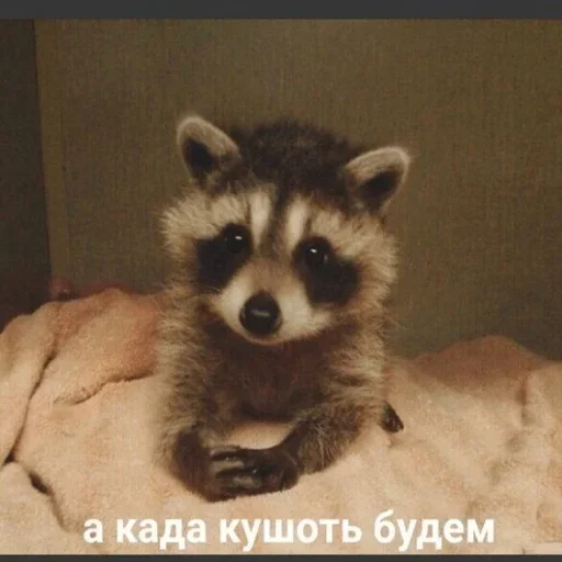 животное млекопитающее енот