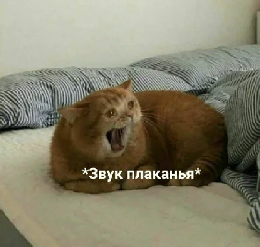 млекопитающее животное комнатный