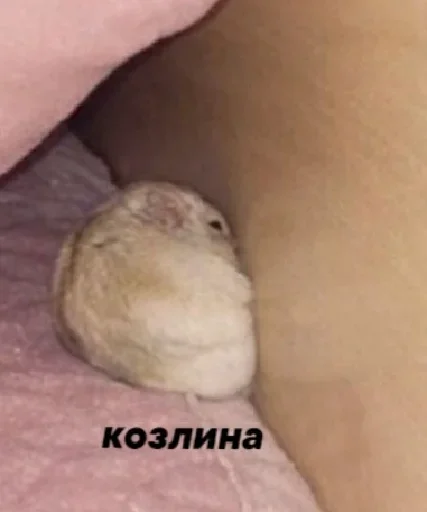 животное млекопитающее мышь