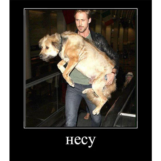 Человек порода собак млекопитающее