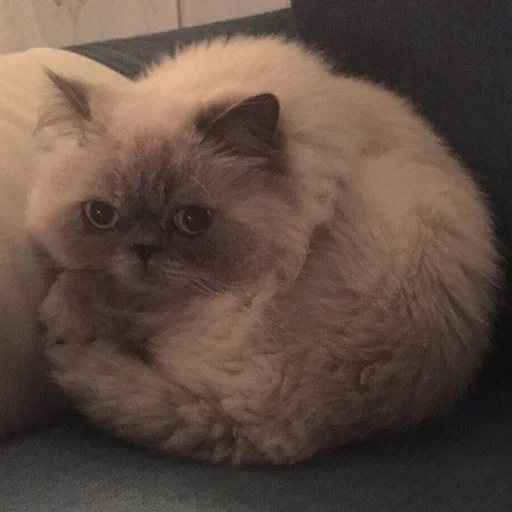 Стикер Набор Господина - 6