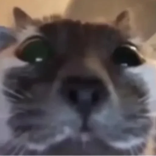 животное млекопитающее кошка