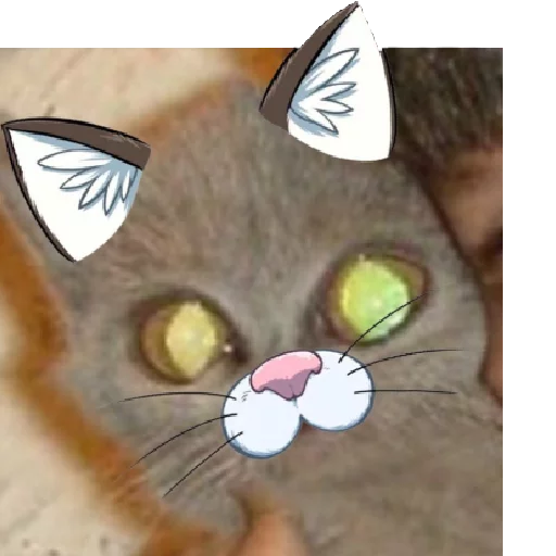 кошка животное домашняя кошка