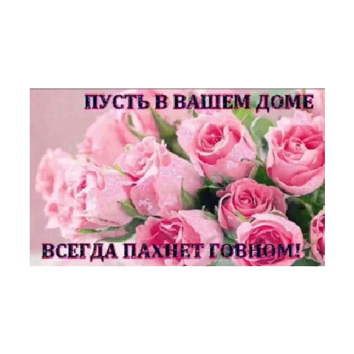 СМС роза растение