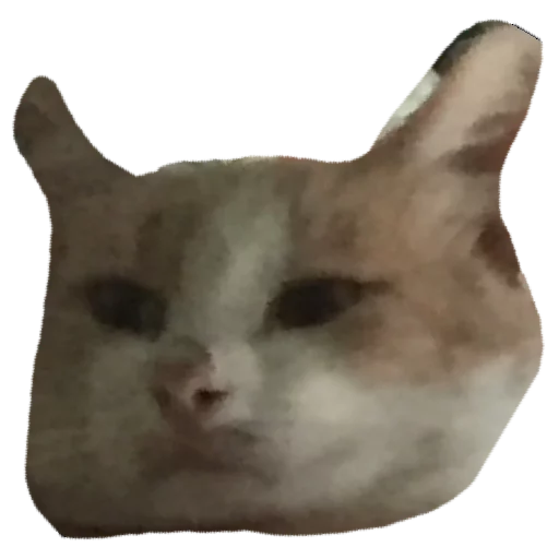 кошка млекопитающее животное