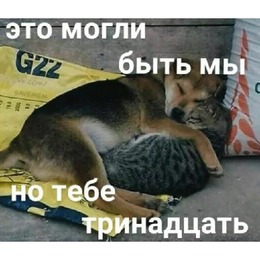 СМС млекопитающее животное