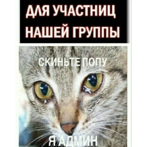 СМС животное кошка