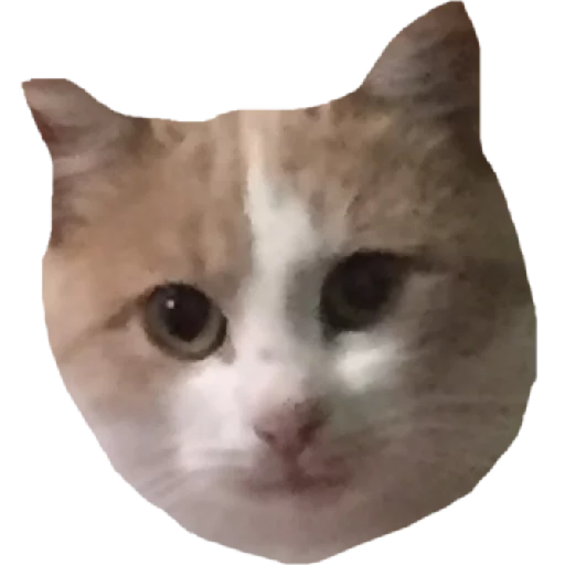 кошка животное кошки малого и среднего размера