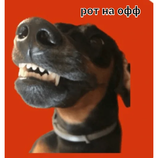 Sticker govnoyeblya - 1