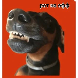 Стикер говно - новая ебля - 1