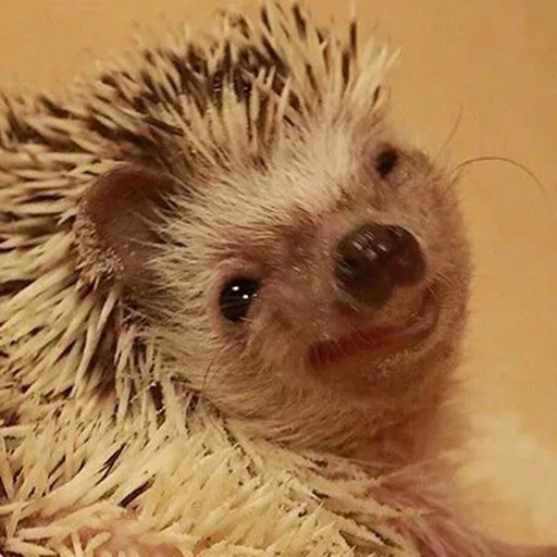 animal mammal hedgehog