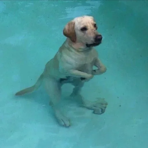 dog breed animal dog