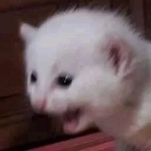 ᴋᴜᴛᴛᴀɪɪ ᴛᴏᴘ pack by @QuotLyBot - person