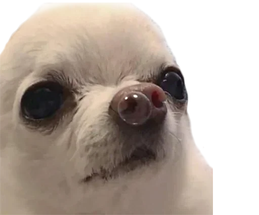 Sticker graceanimals - 1