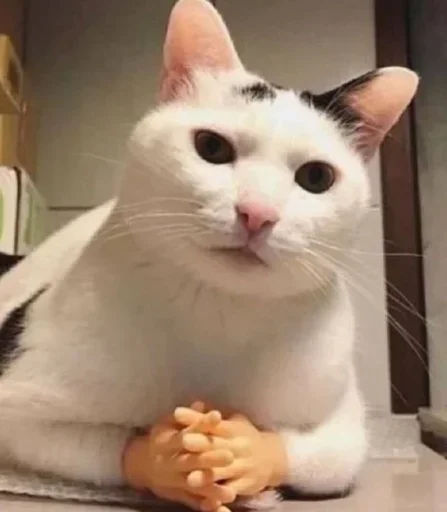 Sticker graceanimals - 1